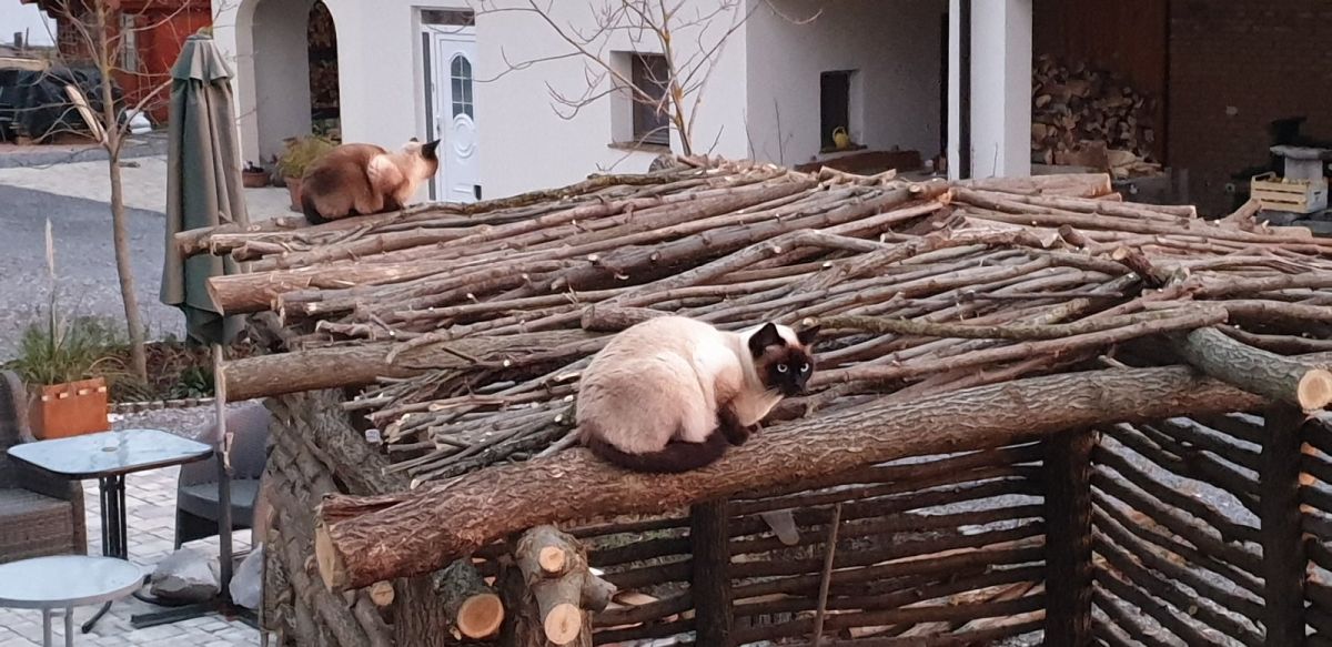 check out these two rascals sitting on top of our new Garden Box terrace.. maybe they think they are fluffy owls?! check out these two rascals sitting on top of our new Garden Box terrace.. maybe they think they are fluffy owls?!