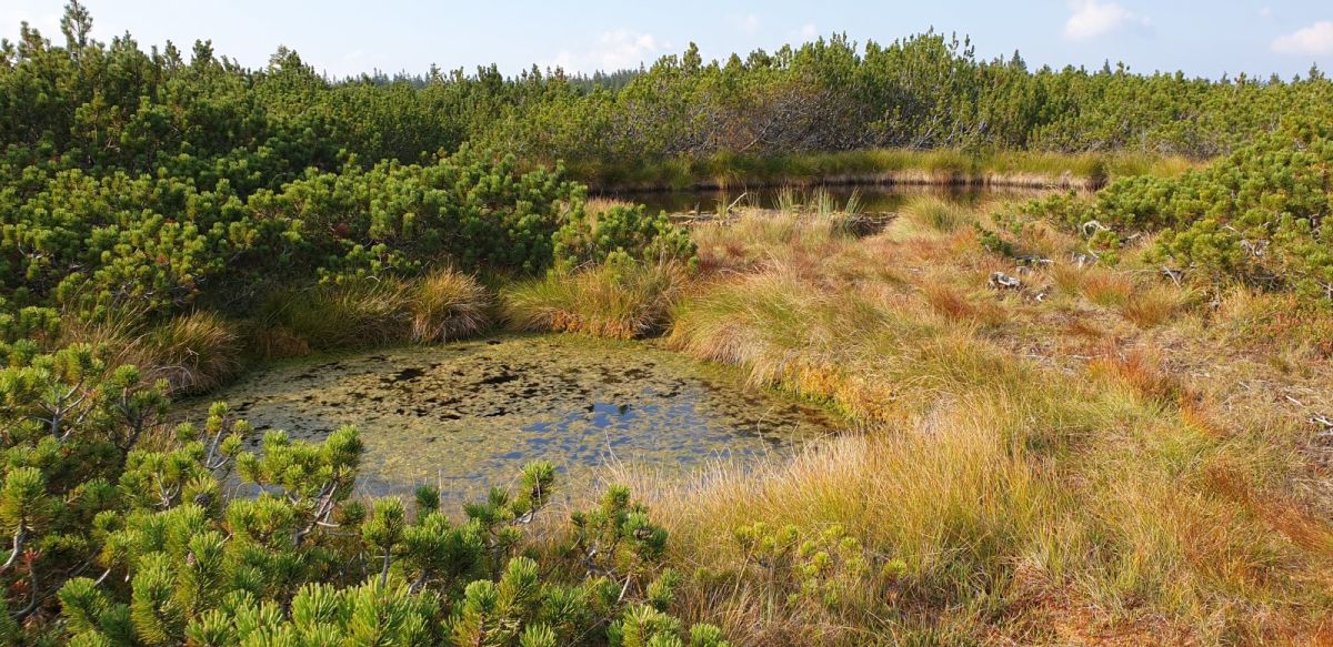 on top of a 1,500m mountain.. guarded by an army of dwarf pine trees. are a series of magical black ponds.. on top of a 1,500m mountain.. guarded by an army of dwarf pine trees. are a series of magical black ponds..