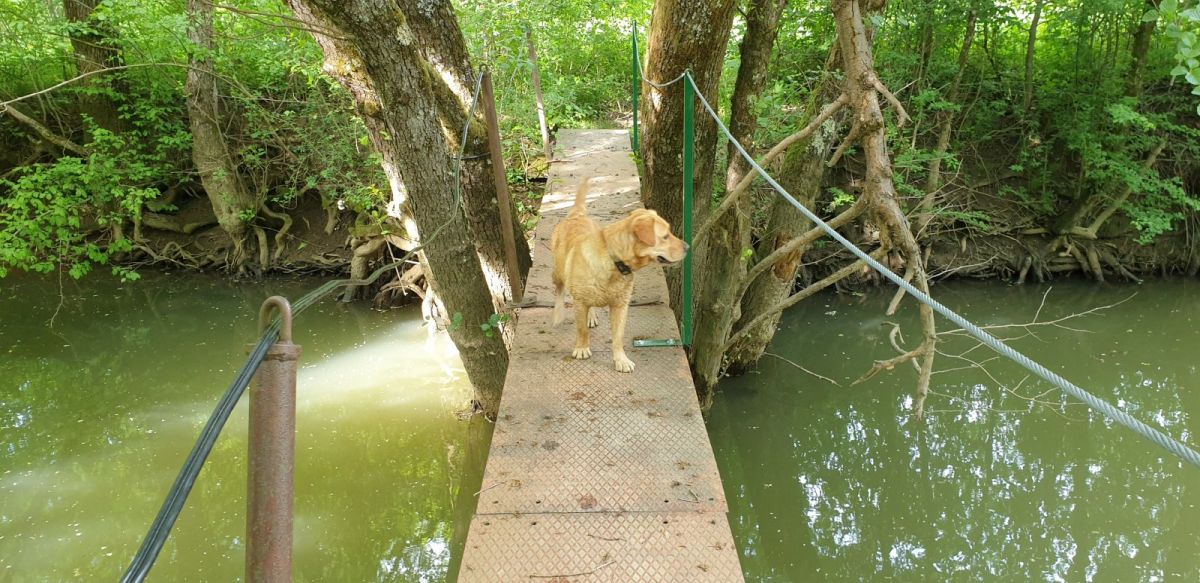 walking the dog..
