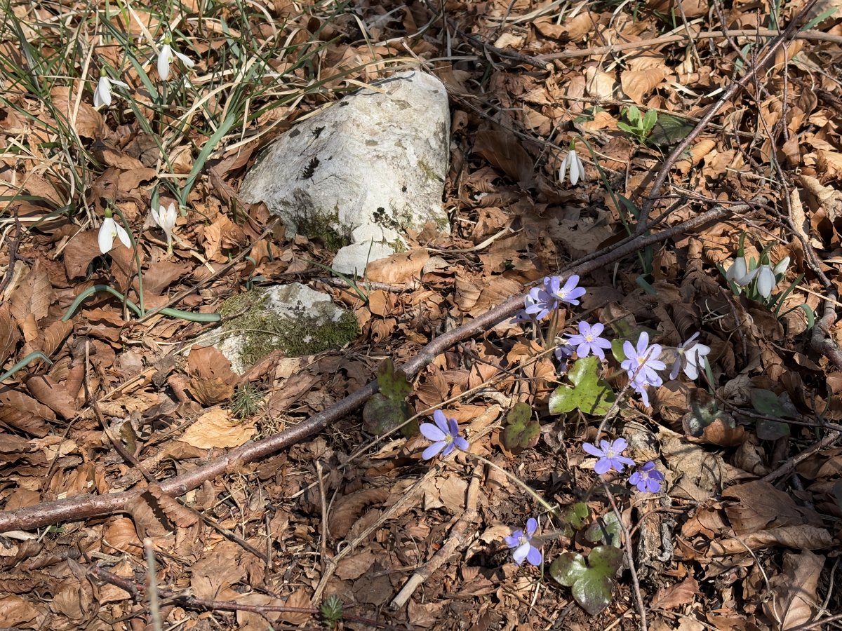 Spring flowers were popping up all over the place.. Spring flowers were popping up all over the place..