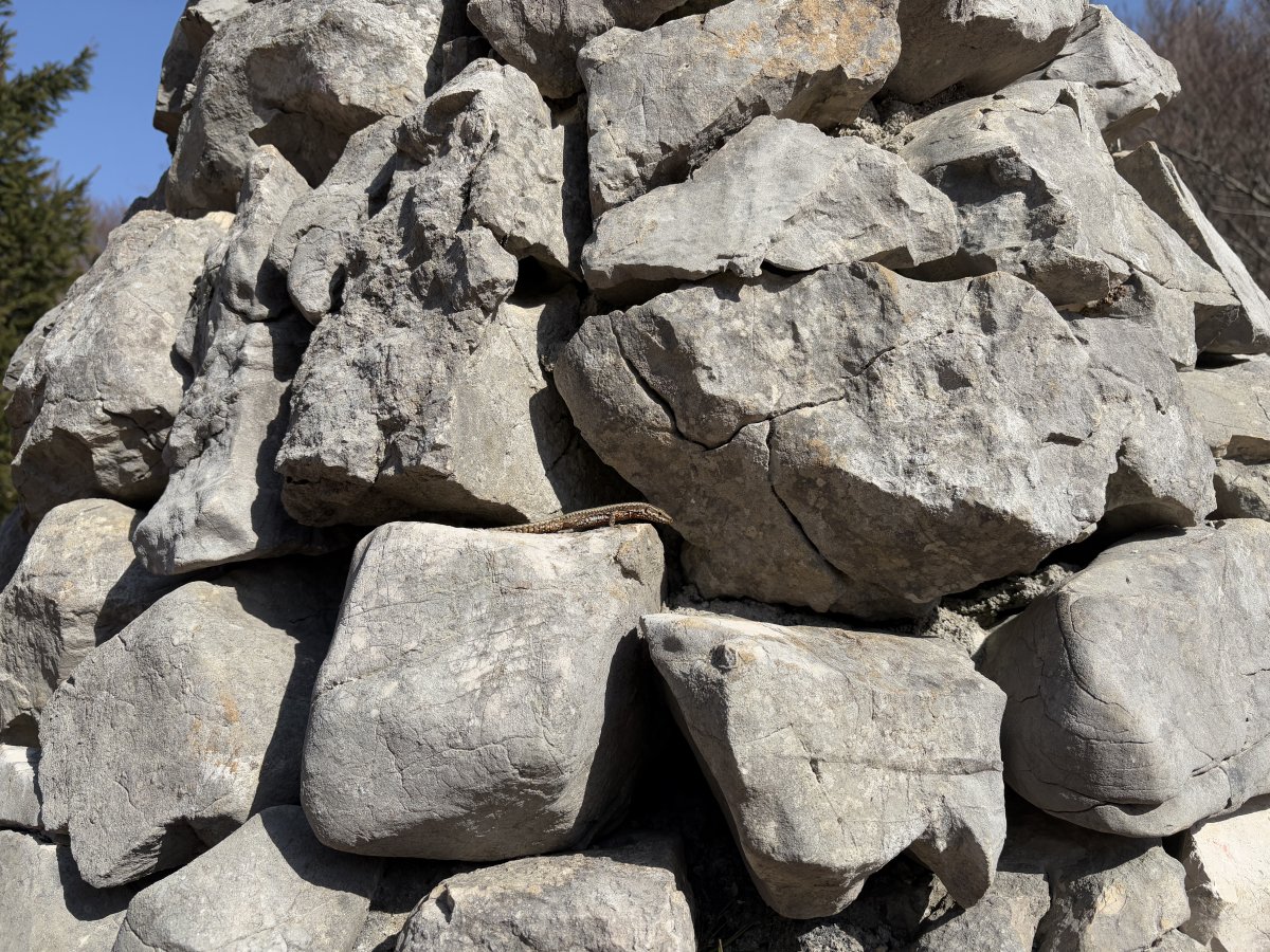 Can you see the little Gecko whizzing around the stone cone.. Can you see the little Gecko whizzing around the stone cone..