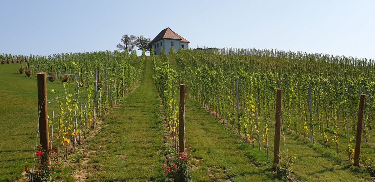the vineyard at Horseville..