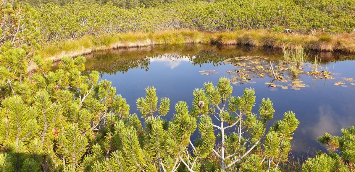 one of several unique ponds in a mini forest on top of a huge, unique mountain plateau in Slovenia..