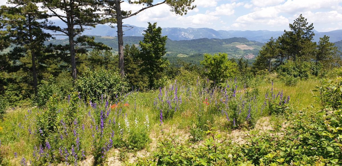 so many beautiful wild flowers grow at the very top of the hill.. so many beautiful wild flowers grow at the very top of the hill..