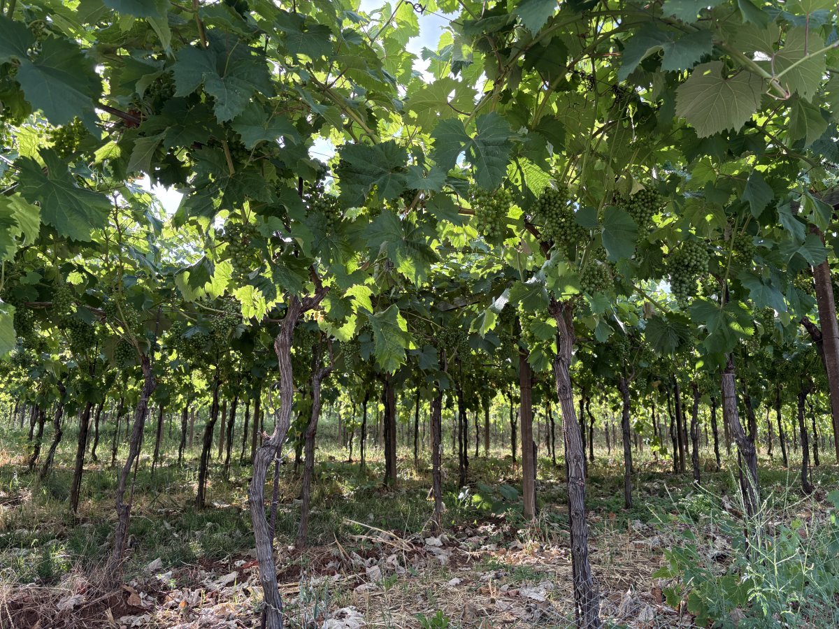 Grapes growing in the Teran wine region.. Grapes growing in the Teran wine region..