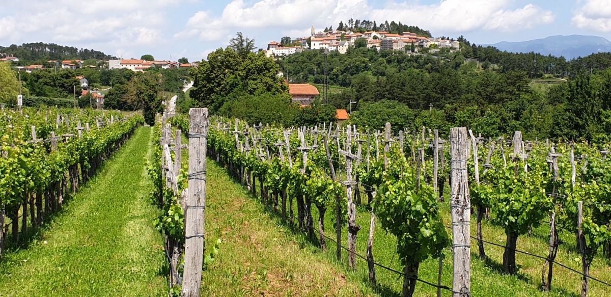 Stanjel.. capital of the TERAN wine region