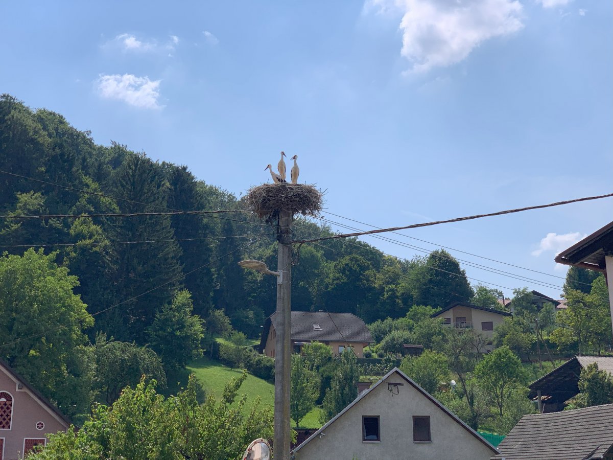 Three baby storks ready to leave the nest..