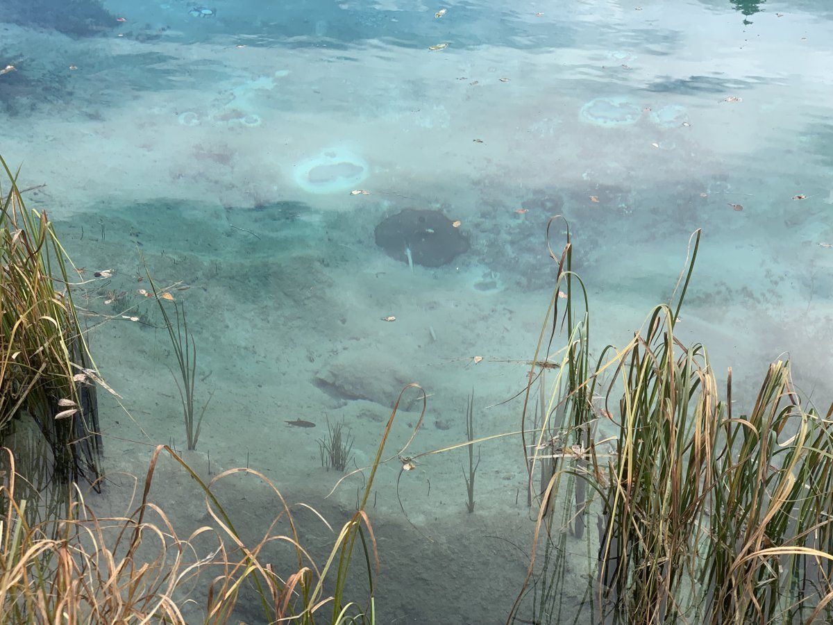 mini volcanoes and fish at the crystal clear beginning of a river that crosses 4 European countries..