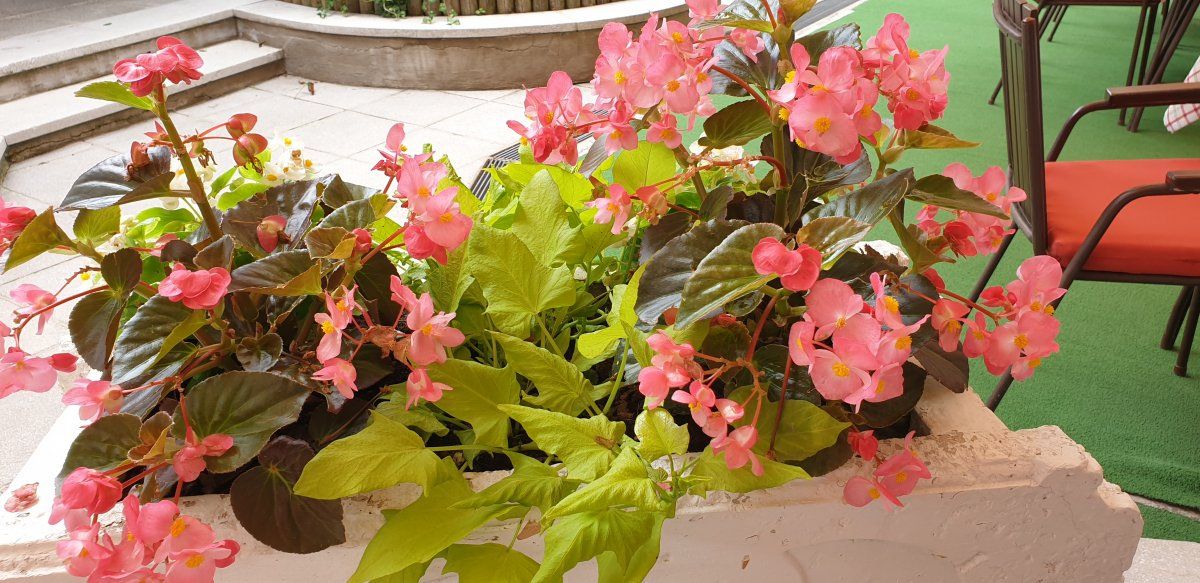 check this out.. Begonias in the village of Begonia!!! check this out.. Begonias in the village of Begonia!!!