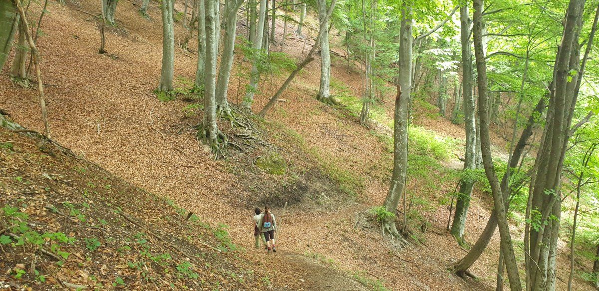 it is like the forest is alive with giants.. it is like the forest is alive with giants..