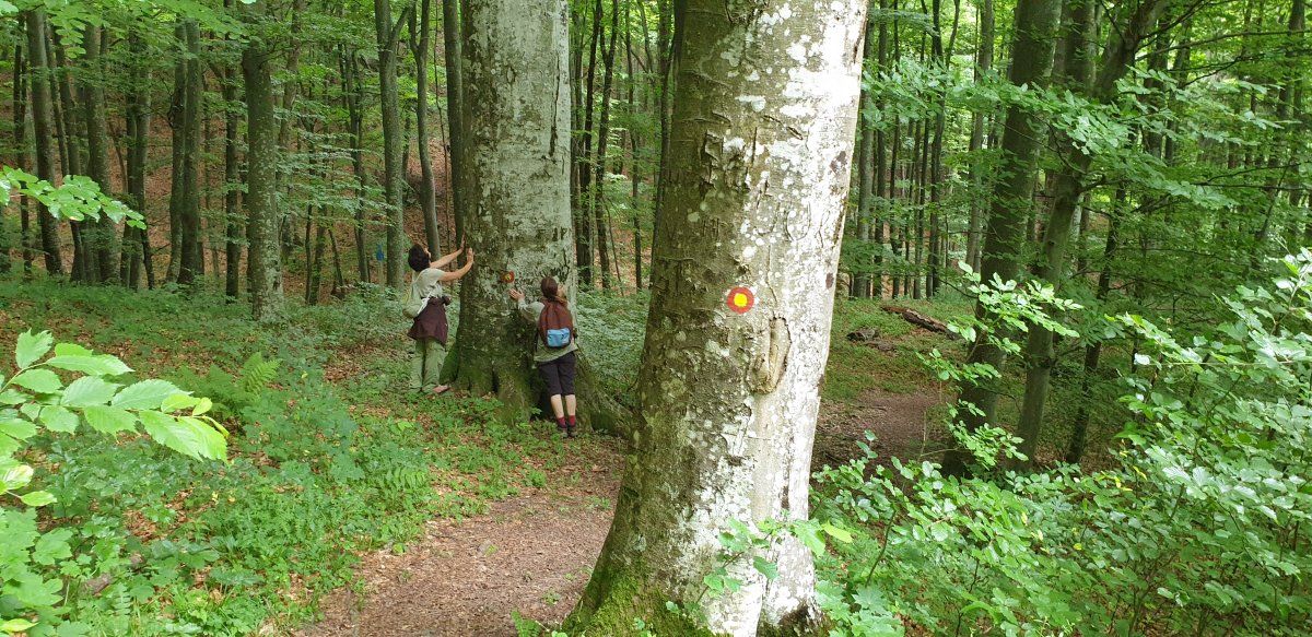 trees too big to even hug! trees too big to even hug!