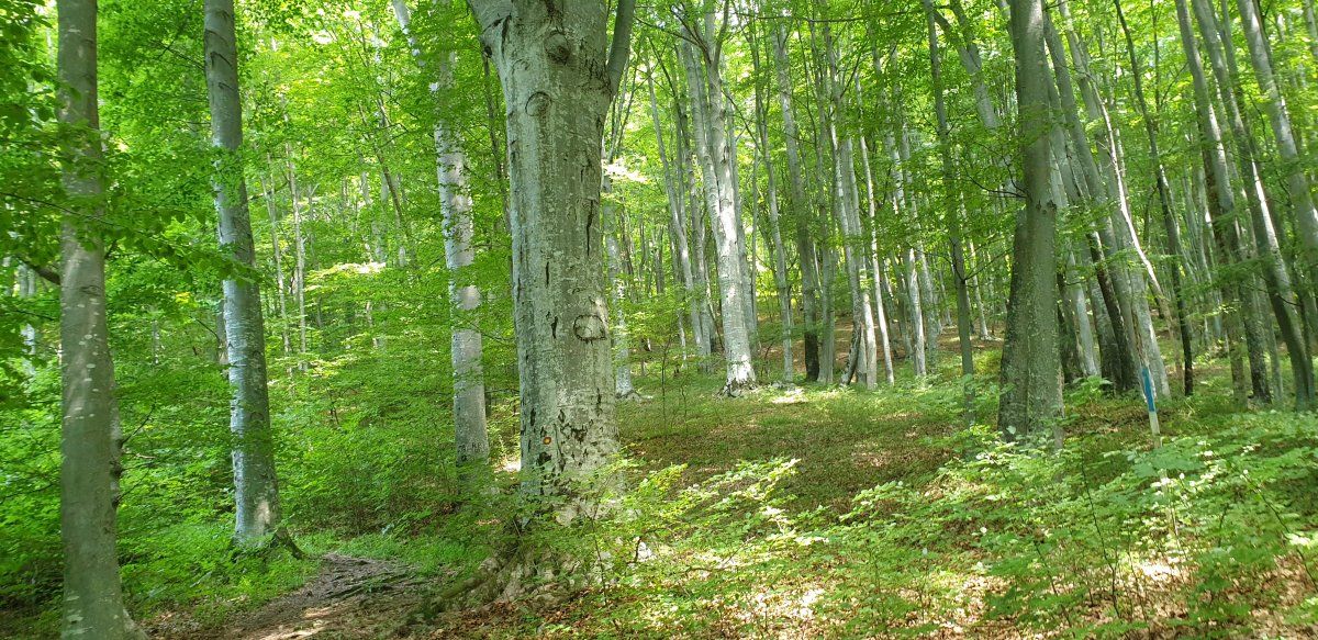 beautiful trees on this hill.. beautiful trees on this hill..