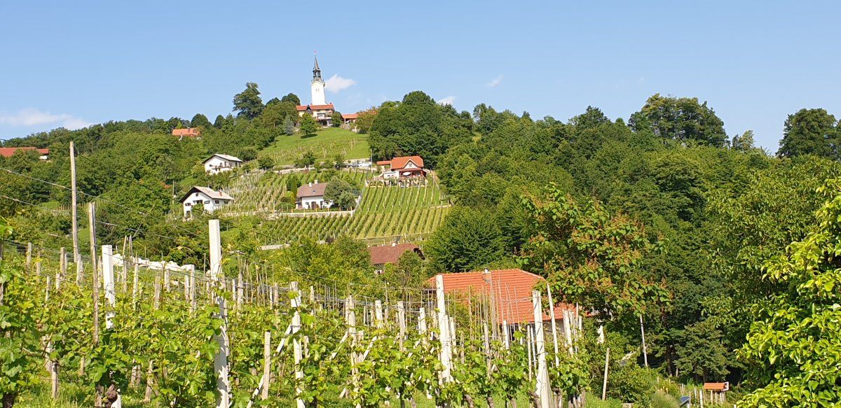 little mini vineyards with the owner's weekend cottages.. little mini vineyards with the owner's weekend cottages..
