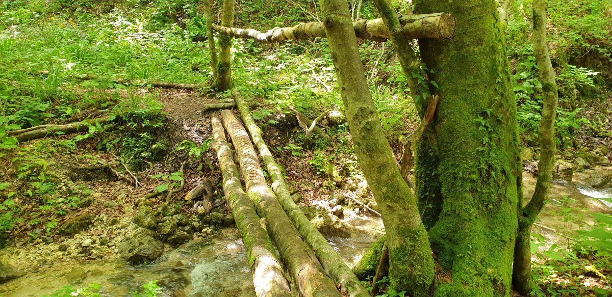 Maple Hill forest hike