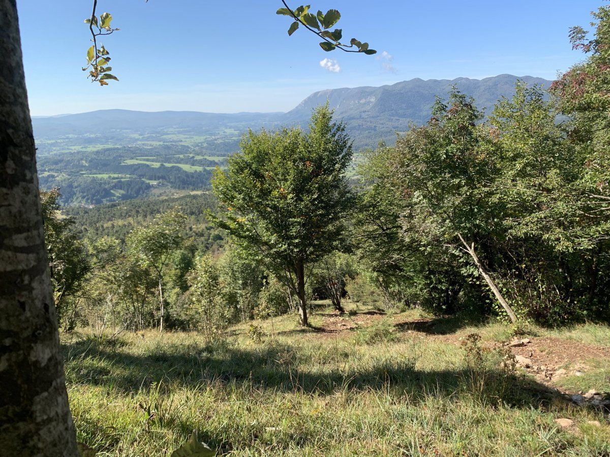 see the track coming up out of the forest up the hill..