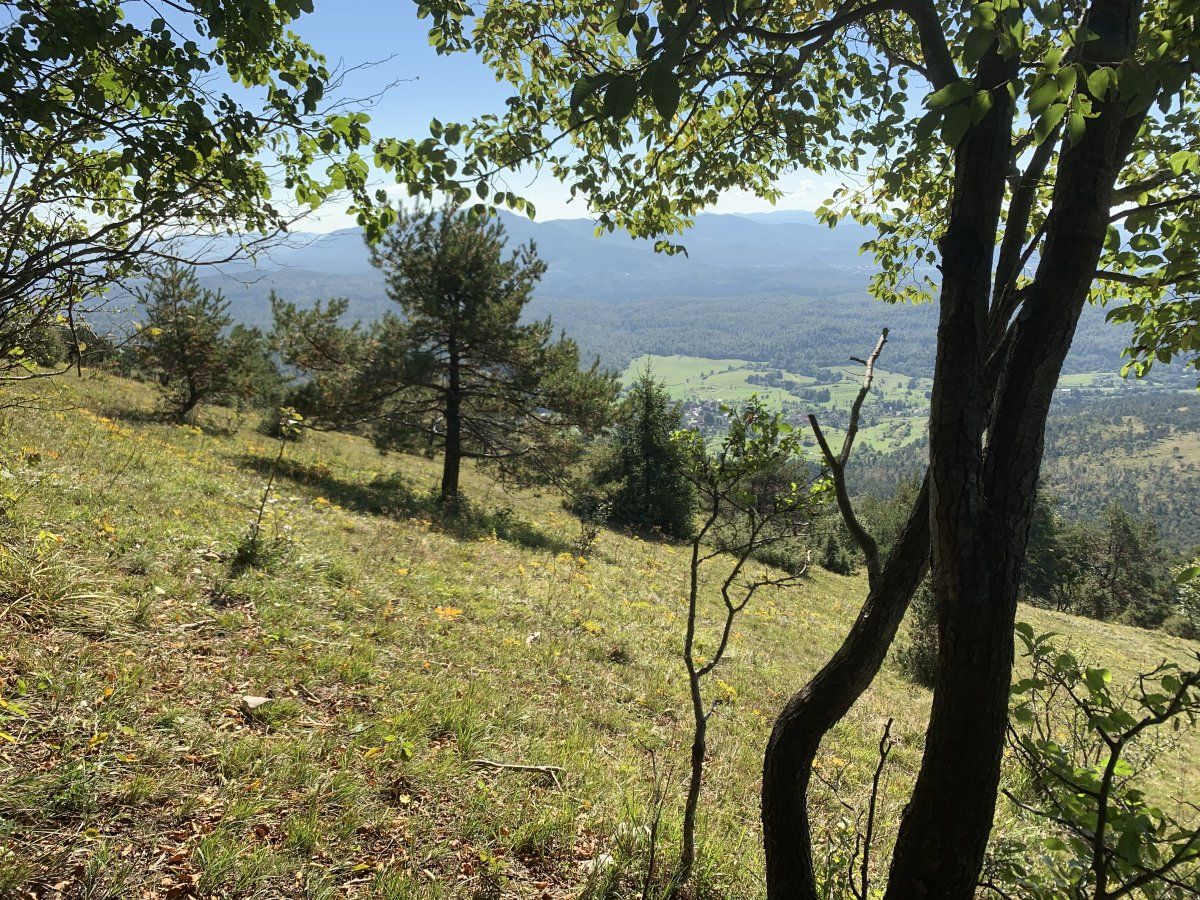 the forest clears out a bit onto the very steep upper slopes of the mountain..