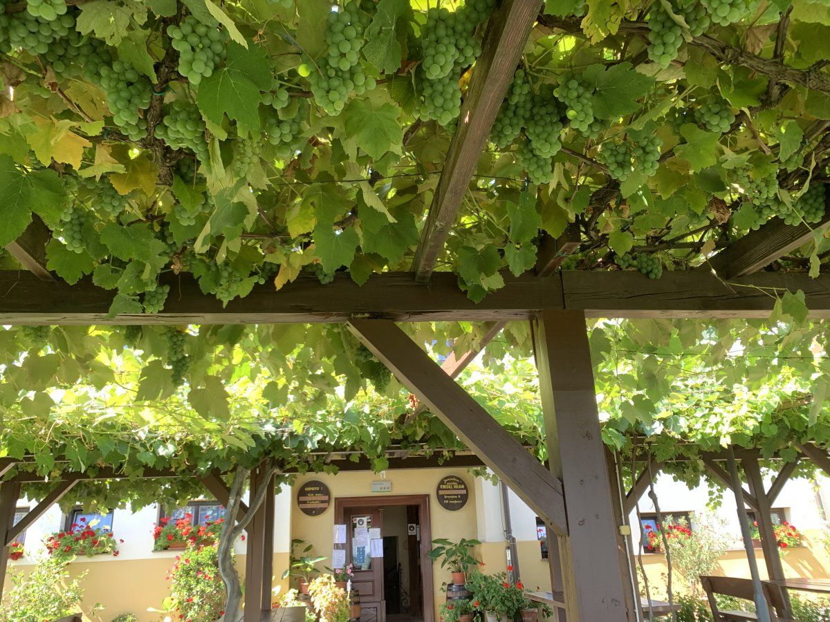 a carpet of grapes on the ceiling in Jeruzalem.. a carpet of grapes on the ceiling in Jeruzalem..