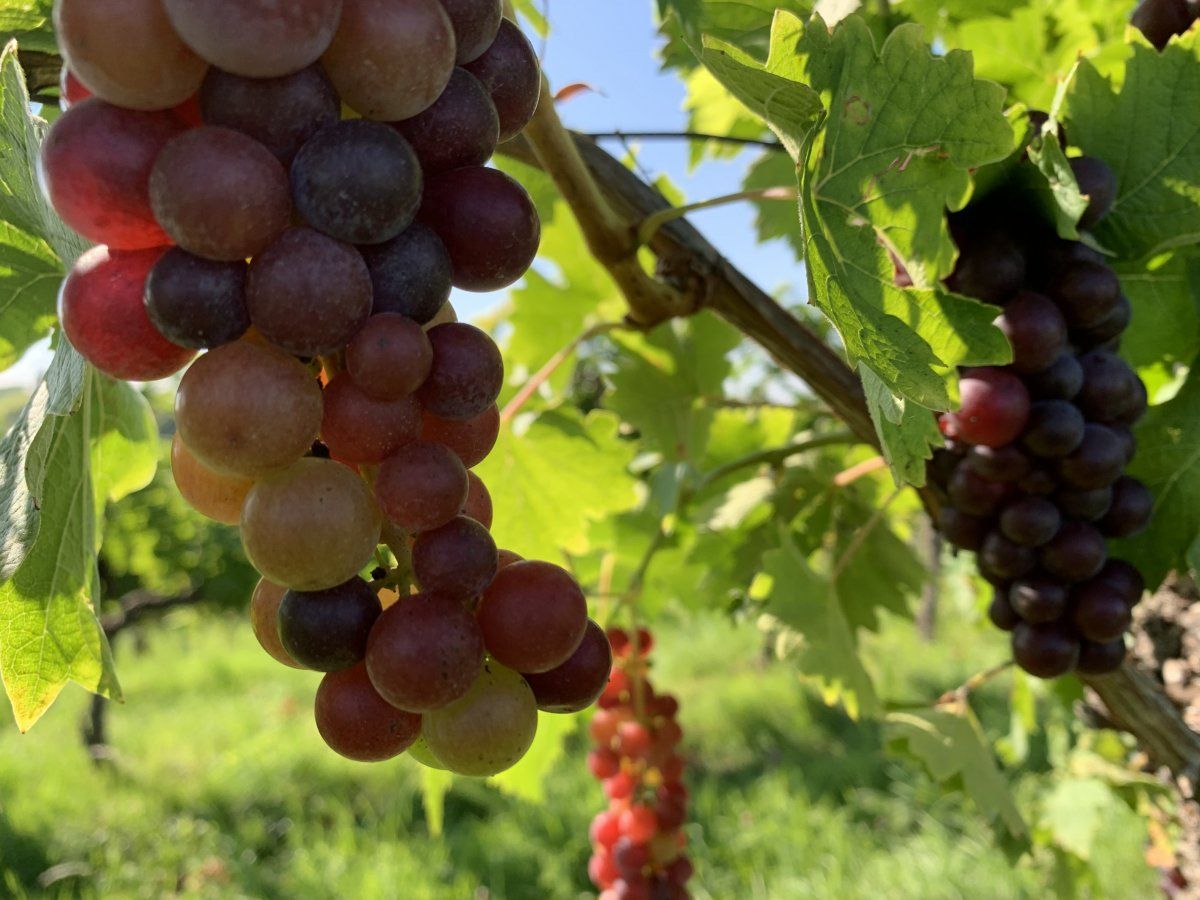 have a walk in the vineyards.. have a walk in the vineyards..