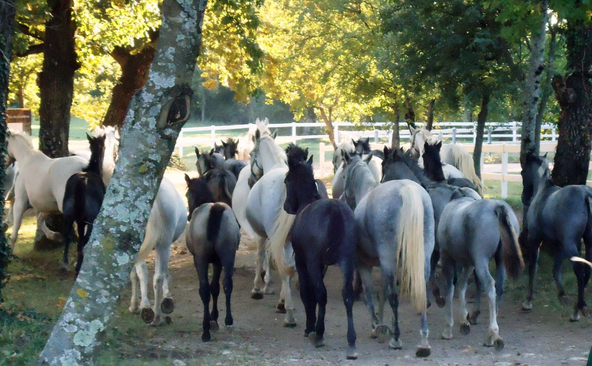Lipica is like another nature park, but for these stunning horses.. Lipica is like another nature park, but for these stunning horses..