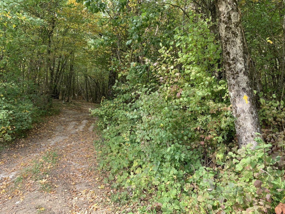 can you see the yellow arrow on the tree? fab forest bit ahead..