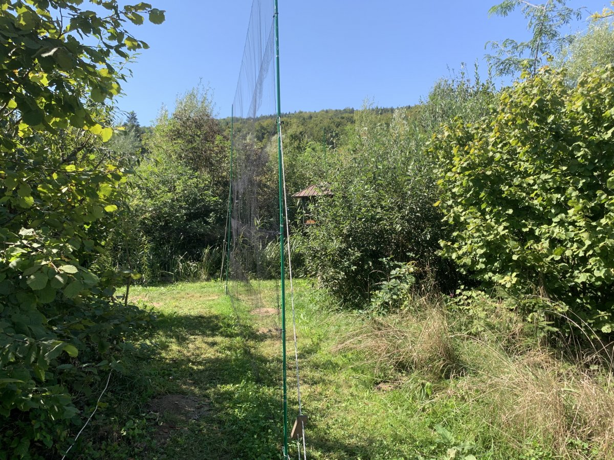 There are a couple of nets sprung at the reserve to catch the birds so they can be checked, weighed and ringed..