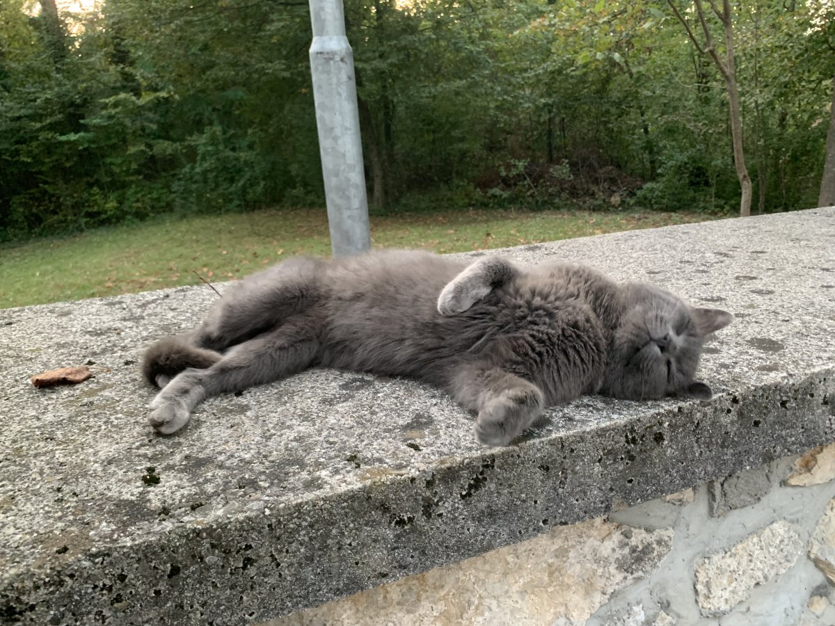 We met this very friendly moggy chilling out at the church on top of the hill in Vhrnika..