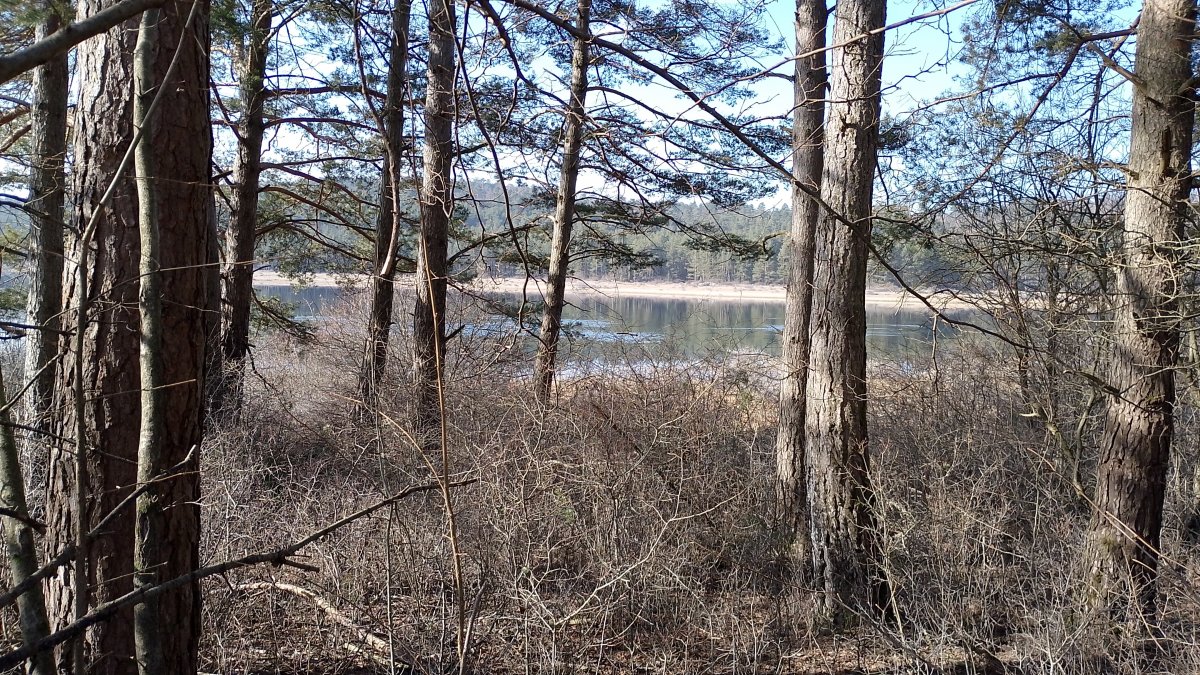 just need to bust through these trees to get lakeside.. just need to bust through these trees to get lakeside..