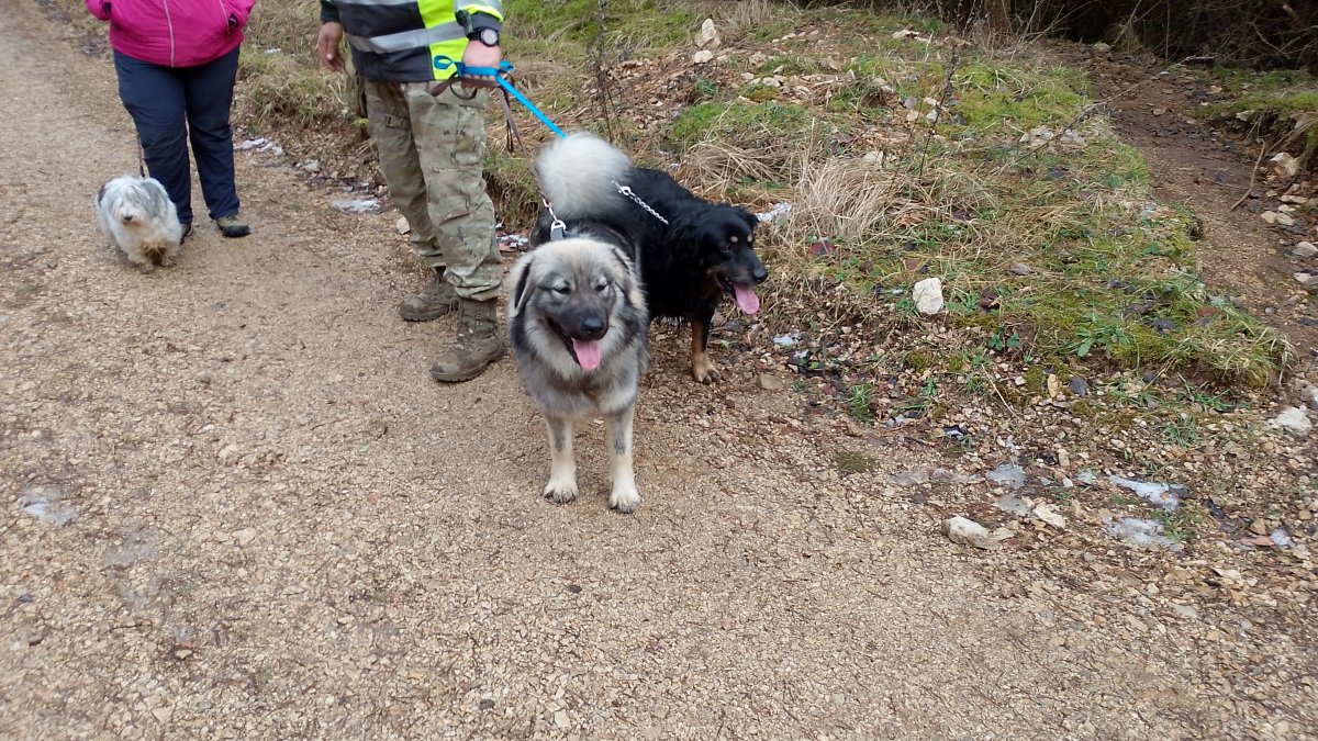 check out this cuddly Slovenian sheep dog puppy we met on the way to the lake.. this is the ONLY native Slovenian dog breed.. check out this cuddly Slovenian sheep dog puppy we met on the way to the lake.. this is the ONLY native Slovenian dog breed..