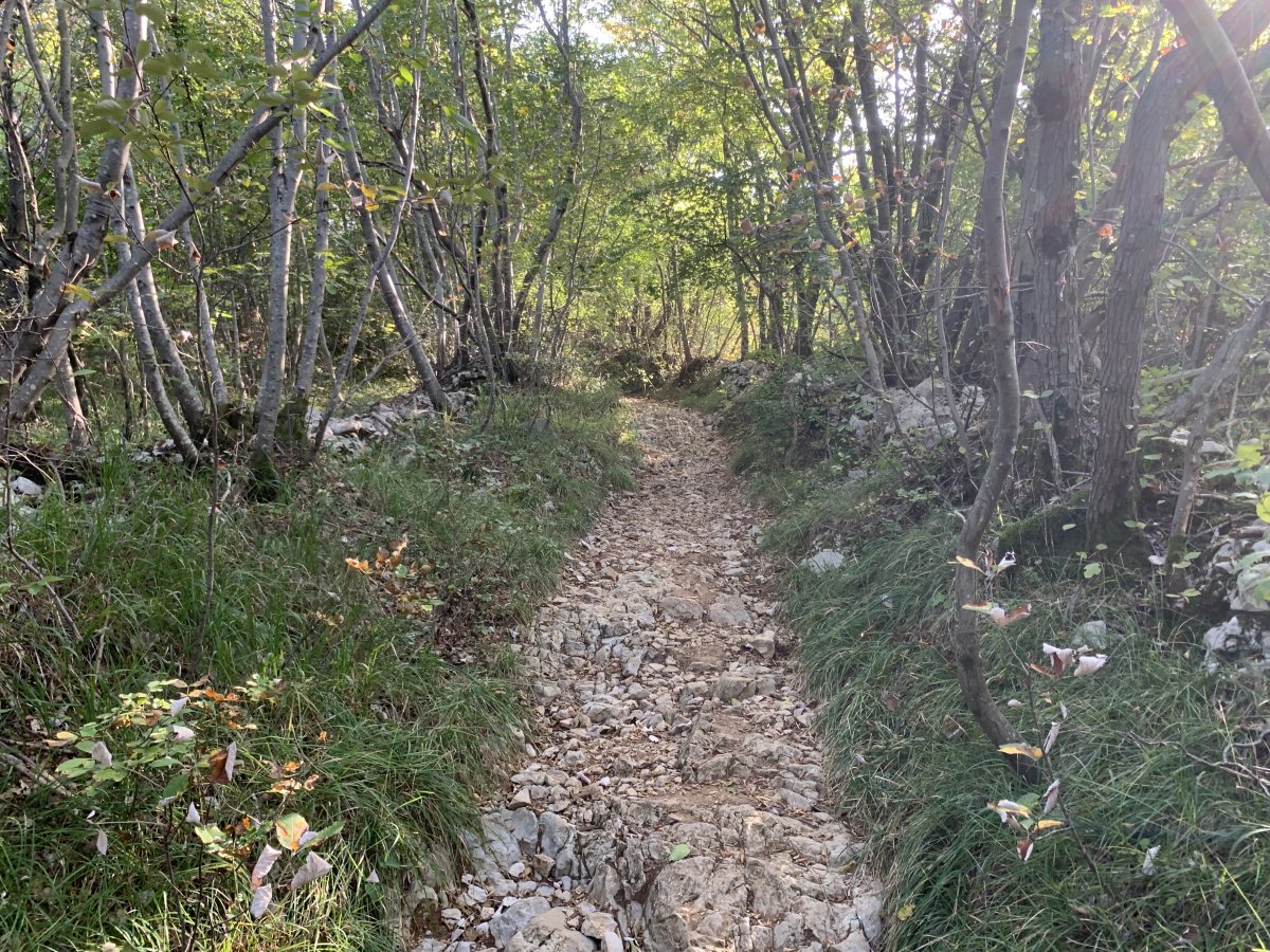 You might be the only people on this little secret Forest track..