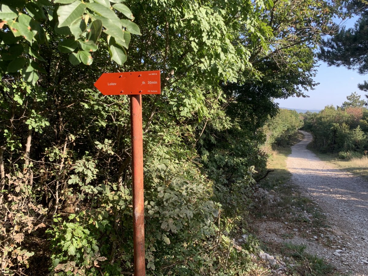 This is exactly where you duck in and out of the forest, or stay on this larger track down to Big Castle hill and another way back to Lokev..