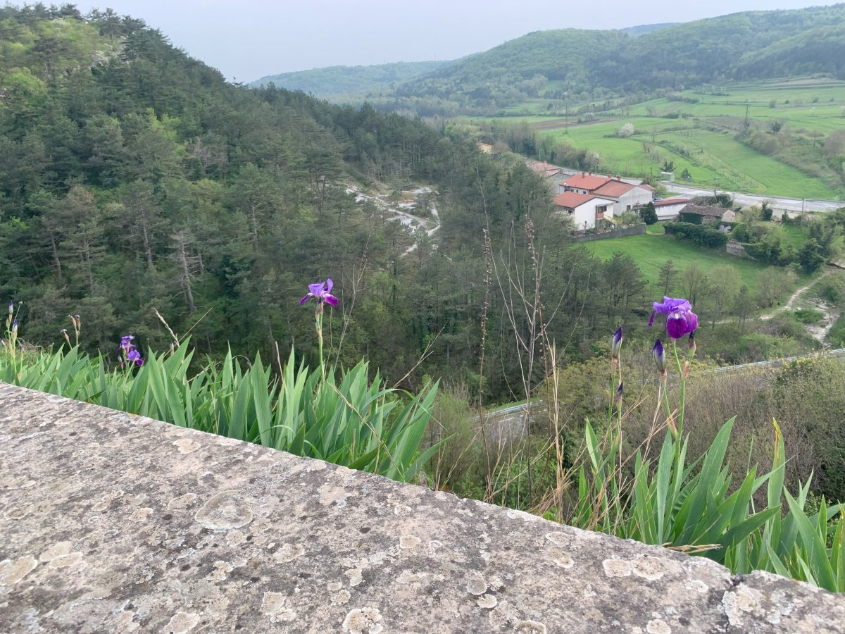 Spring time is Iris time in Green Slovenia.. Spring time is Iris time in Green Slovenia..