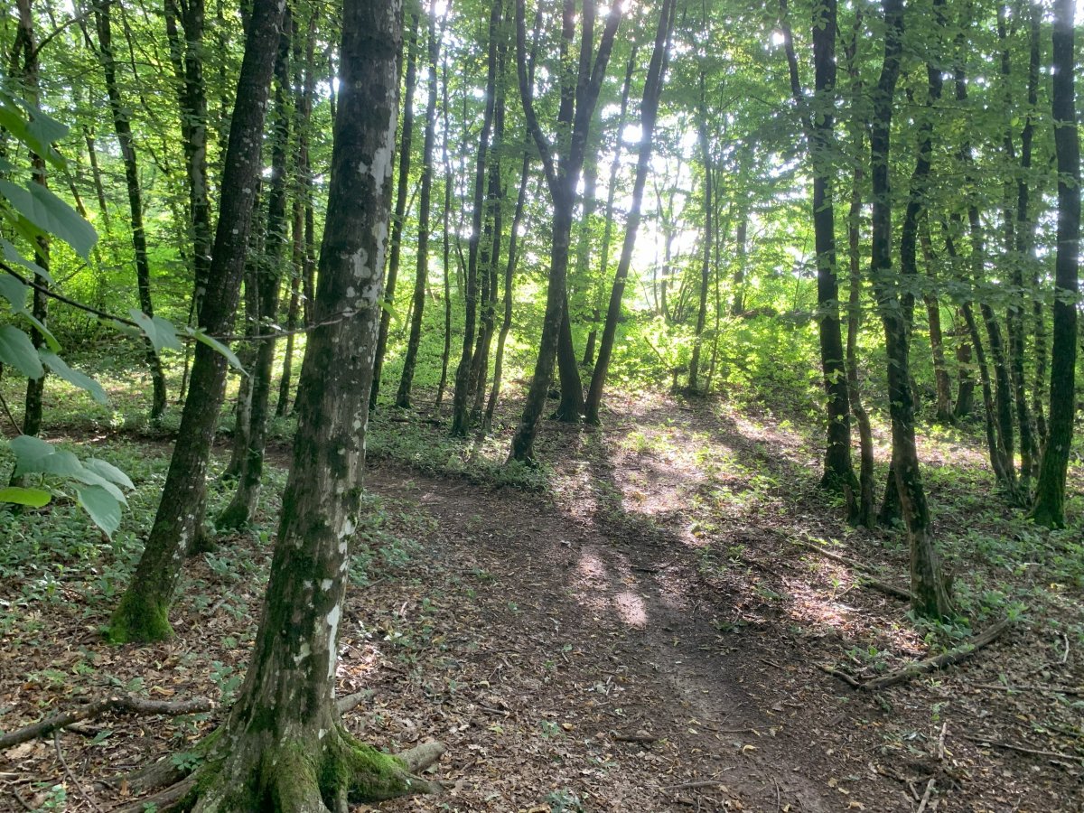 a typical Red Karst forest..