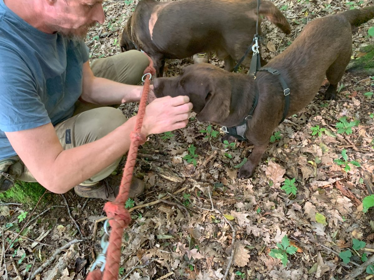 The dogs are trained to give up the truffle.. usually..