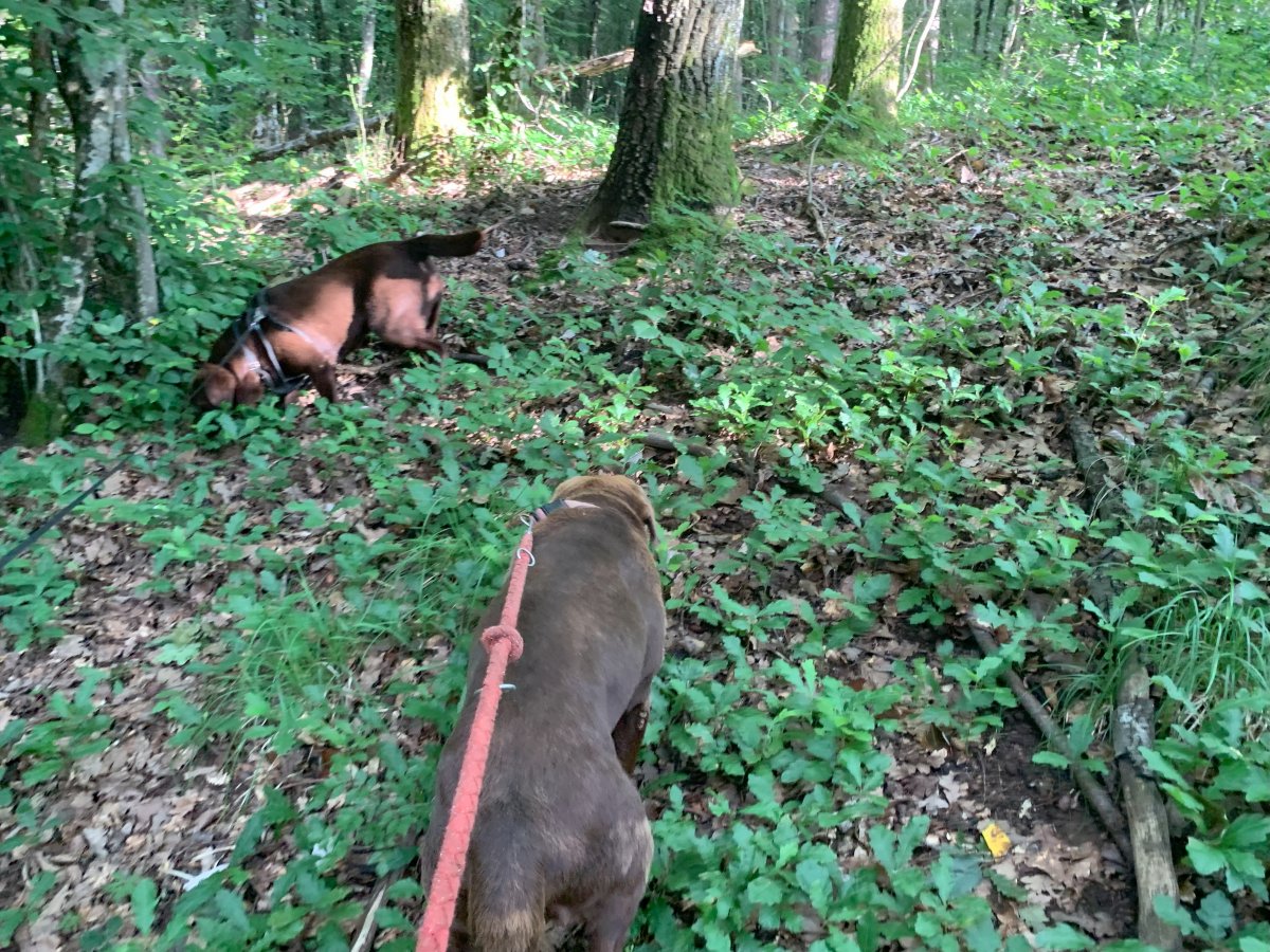 Both dogs hard at work..