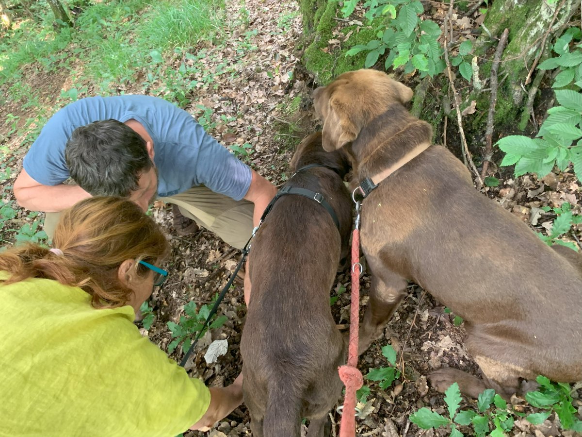 Timing is important to grab the truffle as soon as the dog finds it..