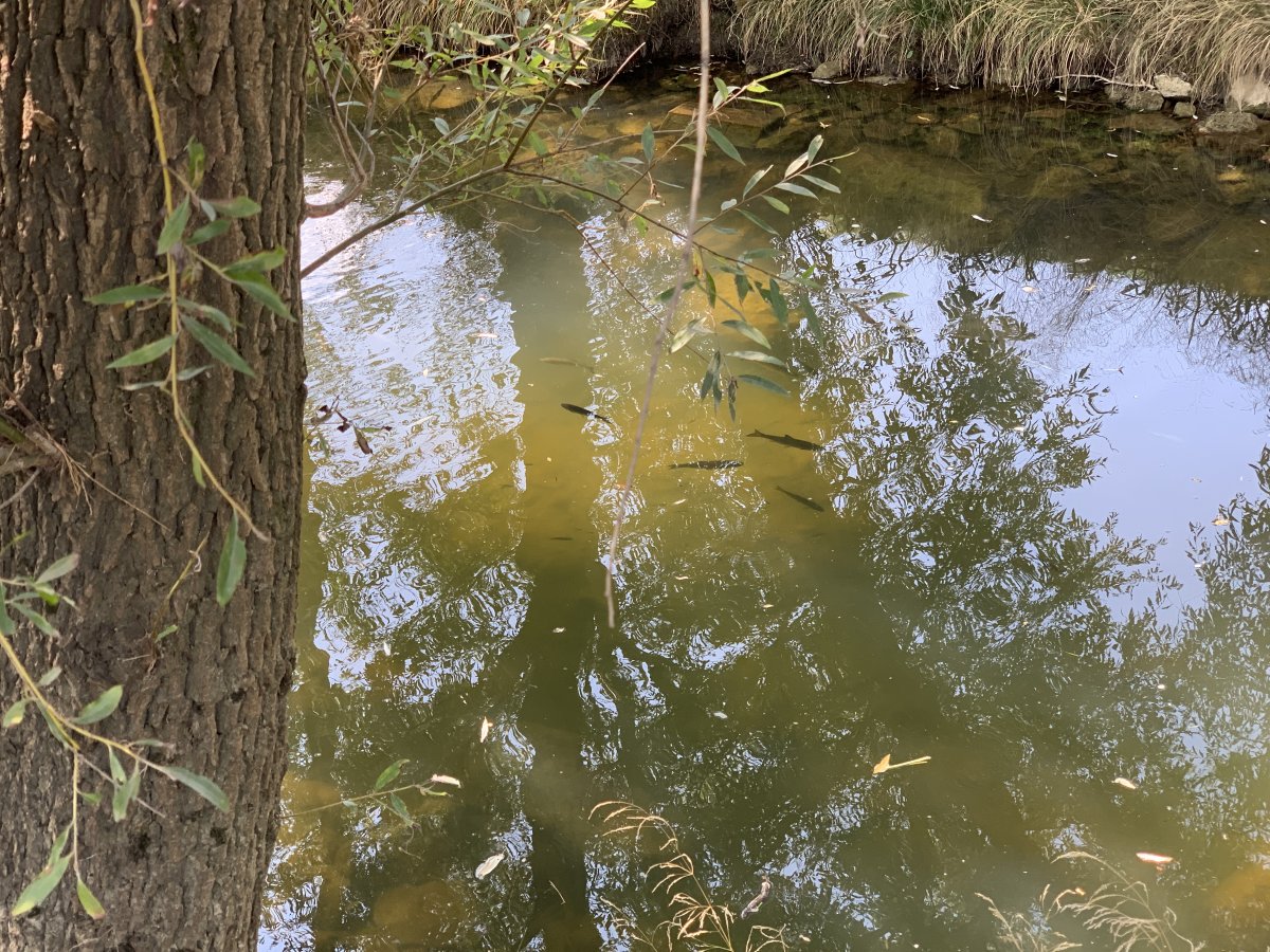 Loads of fish in the Lijak river.. Loads of fish in the Lijak river..
