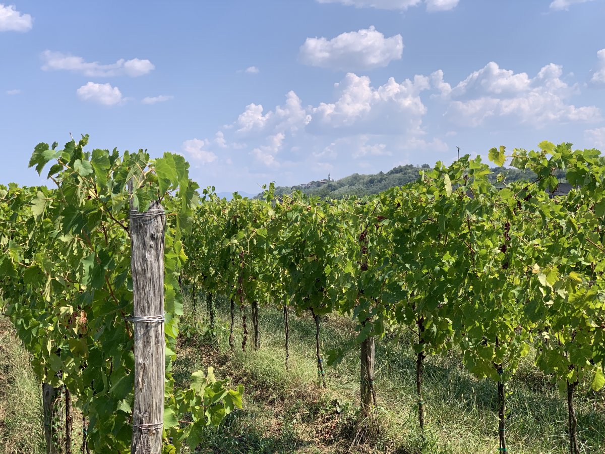 the Vipava Valley is covered in vines.. the Vipava Valley is covered in vines..