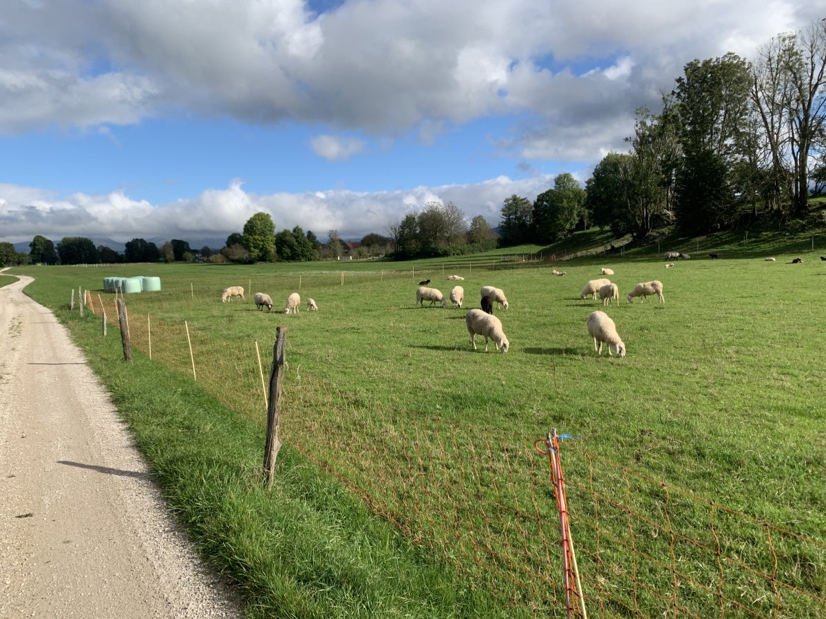 Endless stone tracks, green fields and sheep..