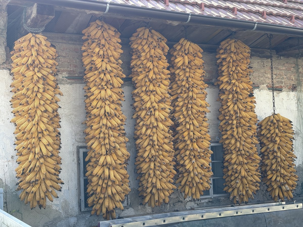 If you drove to the Island, you would miss local sights like these sweetcorn stacks, only visibubble on the hike out.. If you drove to the Island, you would miss local sights like these sweetcorn stacks, only visibubble on the hike out..