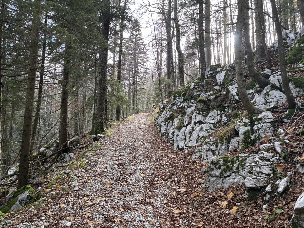 This is what a Karst forest looks like, with trees growing out of the white sharp limestone rocks..