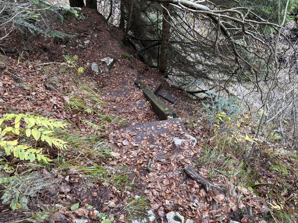 Slippy forest steps down..
