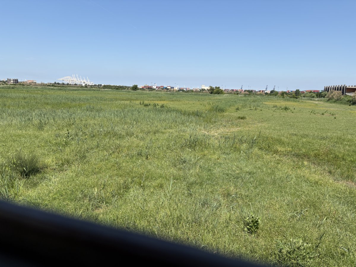 Really generous grasslands hiding no end of different species and also home to a small herd of Camargue horses and some cows..