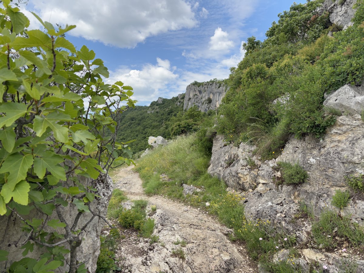 The giant Istrian Elepahant Ears are just around this corner, one hour into the hike.. The giant Istrian Elepahant Ears are just around this corner, one hour into the hike..
