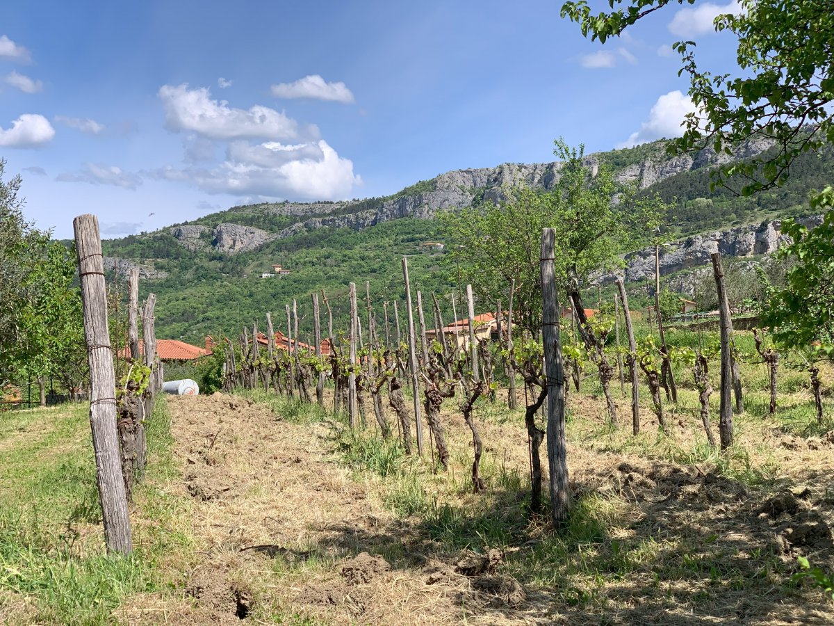 Green Slovenia has 7 wine regions producing lots of unique wines that you can ONLY find here.. Green Slovenia has 7 wine regions producing lots of unique wines that you can ONLY find here..