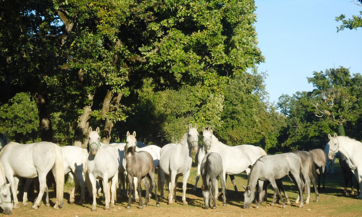 Lipica, the world wide home of the Lipizzaner Horse breed is 20 mins down the road from the Lodge.. Lipica, the world wide home of the Lipizzaner Horse breed is 20 mins down the road from the Lodge..