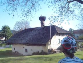 pelicans in the chimney in slovenia