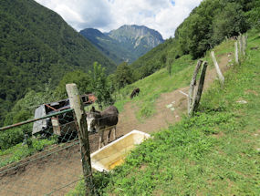 donkeys up a mountain in slovenia