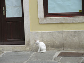 moggie in square at piran