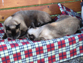 cats relax on terrace in slovenia