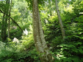 love trees embrace in green slovenia